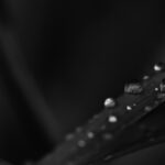 Macro shot capturing raindrops on a leaf against a black background.